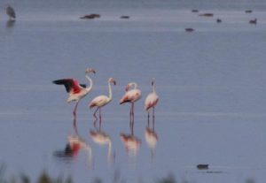 flamingo