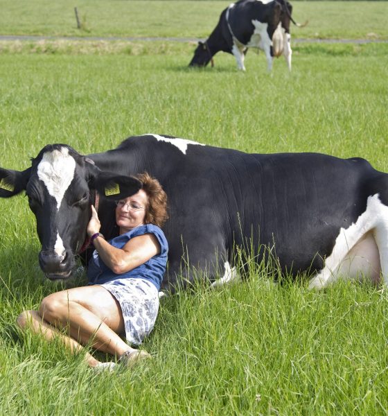 Zootehnie - despre bovine | Vegan în România