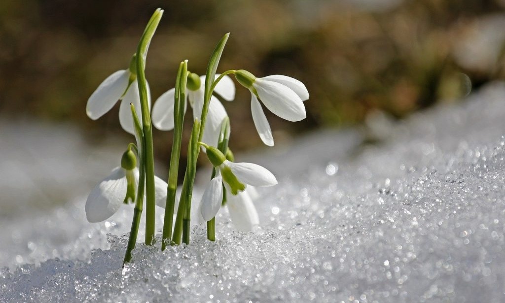 Pandemia, un respiro pentru ghiocei și plantele rare? — Moldova.org