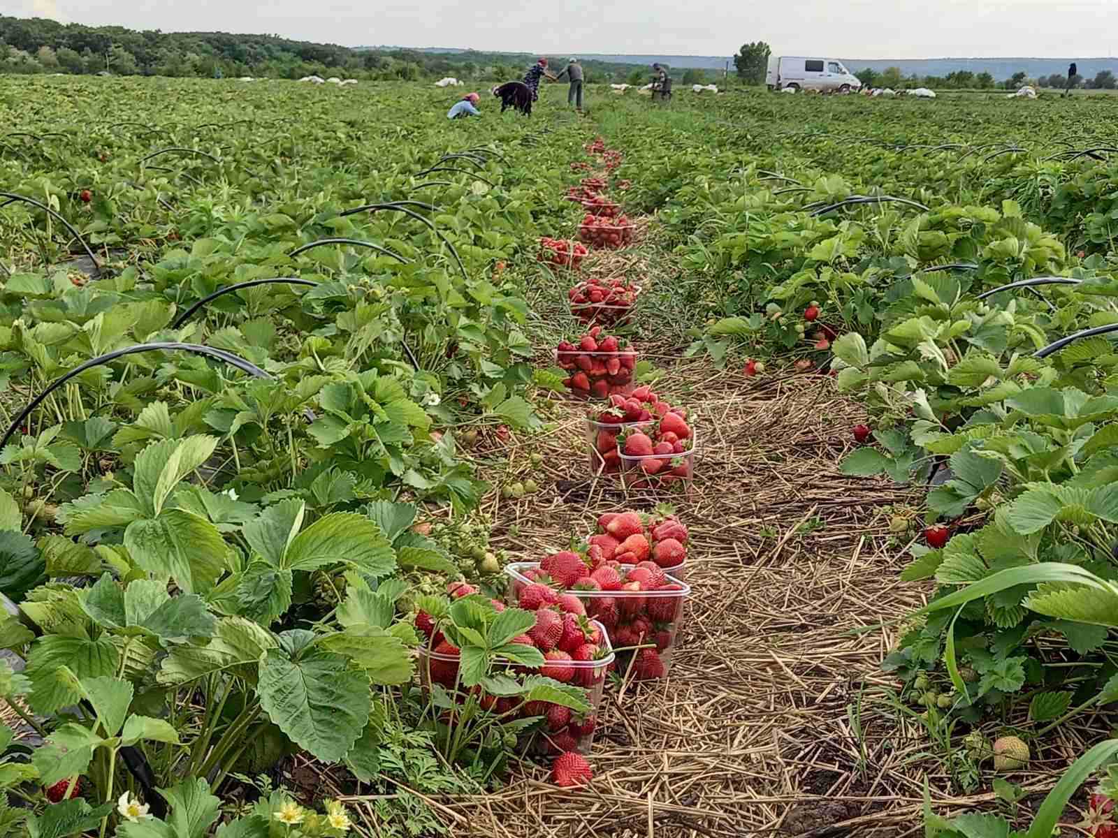 făină de porumb roti pentru pierderea în greutate chiloți de slăbire de burtă