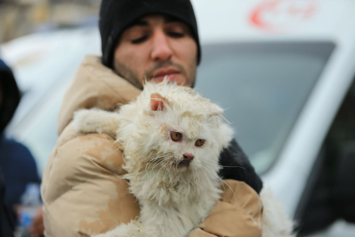 o pisică salvată din ruinele unui fost centru de afaceri